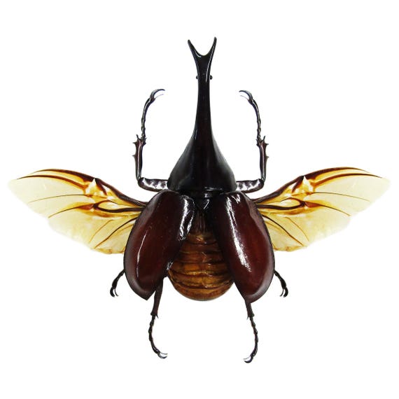Xylotrupes Gideon Rhinoceros Beetle MOUNTED/WINGS SPREAD Indonesia