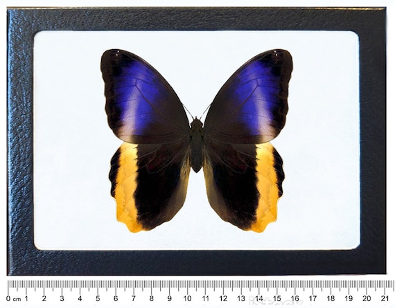 Caligo Memnon REPLICA Framed Verso Owl Butterfly Resting Pose Peru