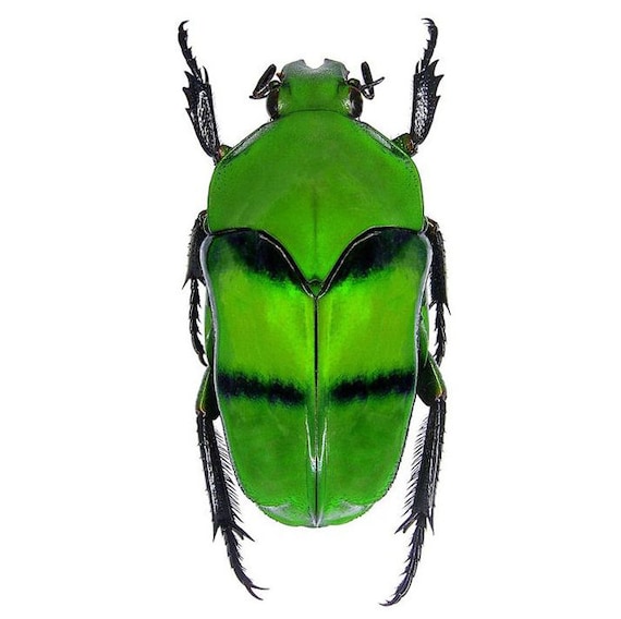 Ischiopsopha Bifasciata Mounted Wings Spread ONE Real Green Scarab