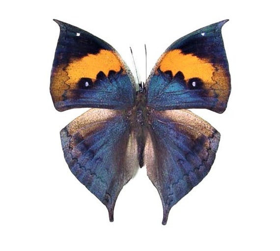 Kallima Inachus One Real Butterfly Blue Leaf Mimic Indonesia