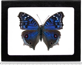 May include: A framed blue butterfly specimen with iridescent wings and dark brown markings. The butterfly is displayed on a white background with a black frame and a ruler for scale.