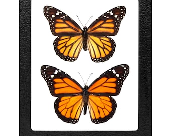 Danaus plexippus framed monarch butterfly pair male female USA