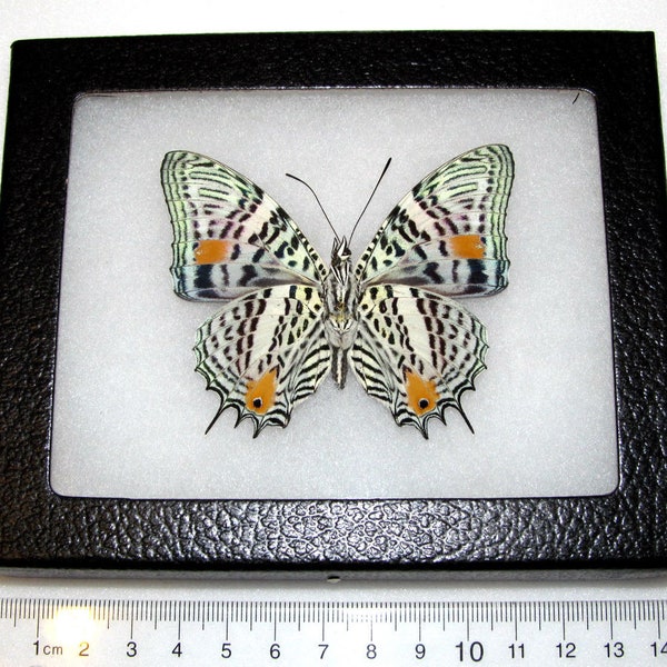 Baeotus amazonicus ONE Real Butterfly Leopard Spotted Peruvian