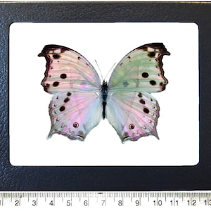 Salamis parhassus pink purple black mother of pearl butterfly Africa
