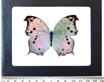 Könnte beinhalten: Ein gerahmtes Schmetterlings-Exemplar mit weißen, rosa und braunen Flügeln. Der Schmetterling ist auf einem weißen Hintergrund montiert und in einem schwarzen Rahmen gerahmt.