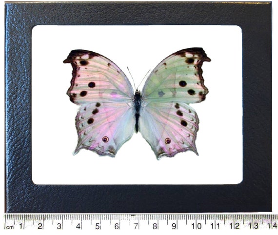 Salamis Parhassus Pink Purple Black Mother of Pearl Butterfly