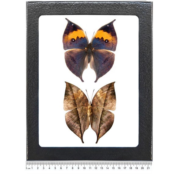 Kallima inachus formosana 蝶 標本 Kallima Inachus One Real Butterfly Blue Leaf Mimic Indonesia - Etsy