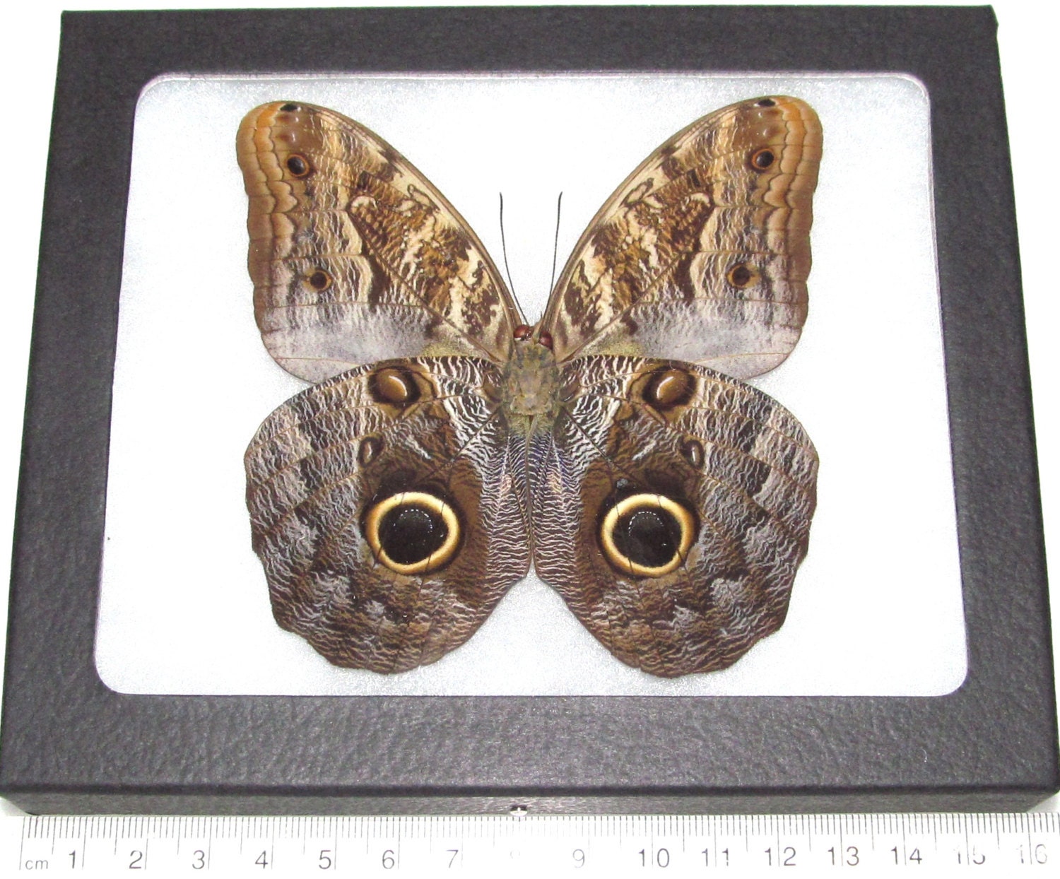 Caligo framed owl eye butterfly Peru