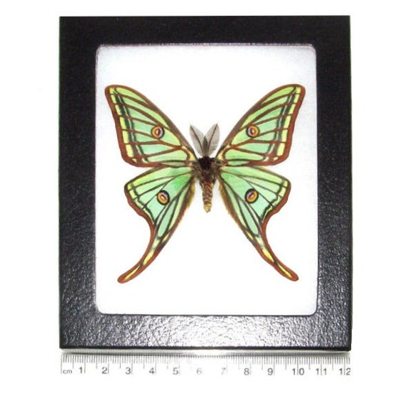Spain Graellsia　isabellae　78mm Graellsia Isabellae REPLICA Framed Green Spanish Moon Moth