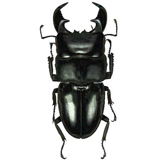 Dorcus Titanus Yasuokai Stag Beetle Malaysia - Etsy