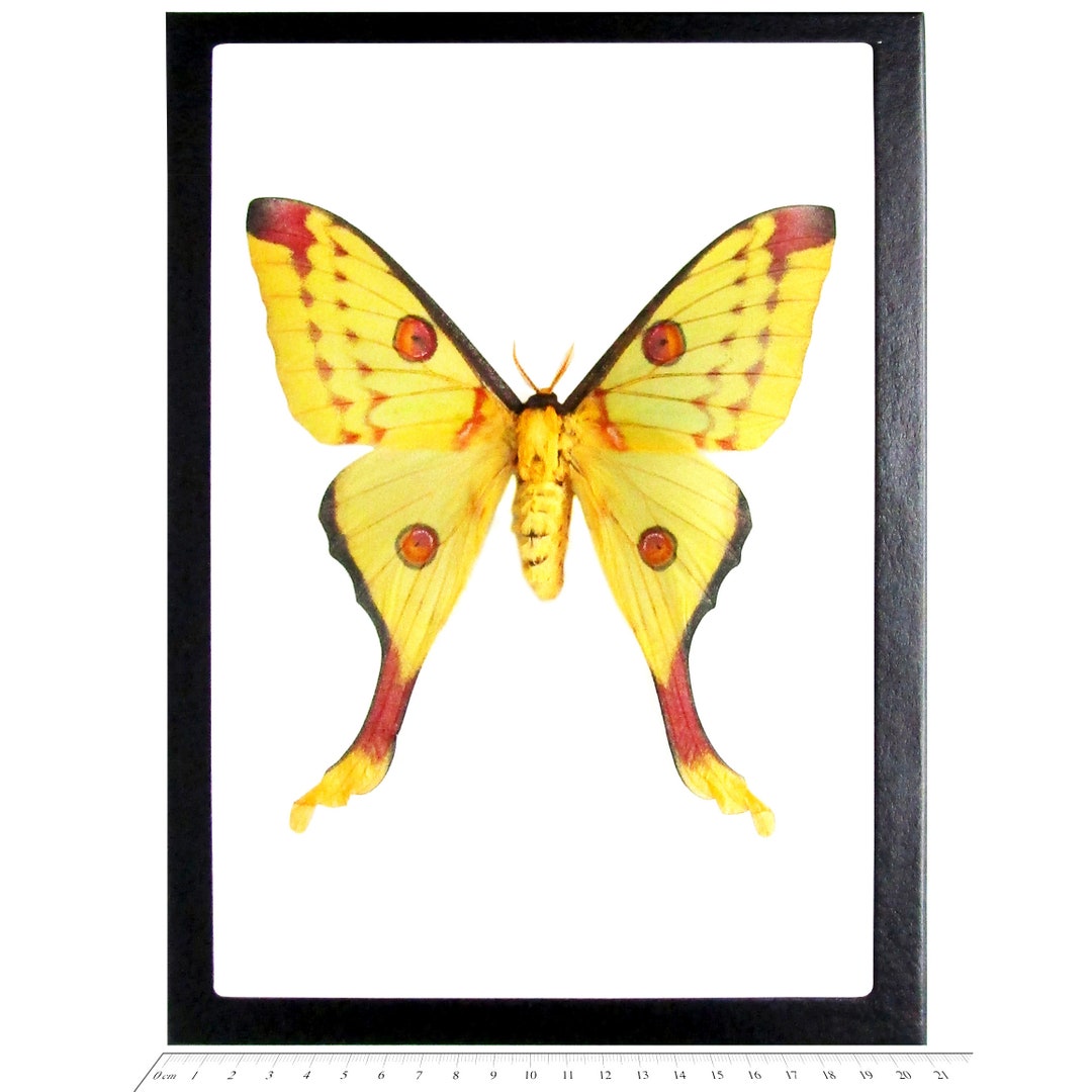 アンダーカバー　バタフライ　プリント　ブラウス　スウェットMOTH 蝶 アンダーカバーバタフライプリントブラウススウェットMOTH 蝶