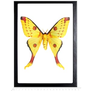 Argema mittrei FEMALE green yellow comet moth Madagascar