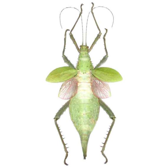 Heteropteryx Dilatata FEMALE Jungle Nymph Pink Green Walking Stick
