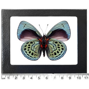 Asterope leprieuri VERSO blue red black butterfly Peru