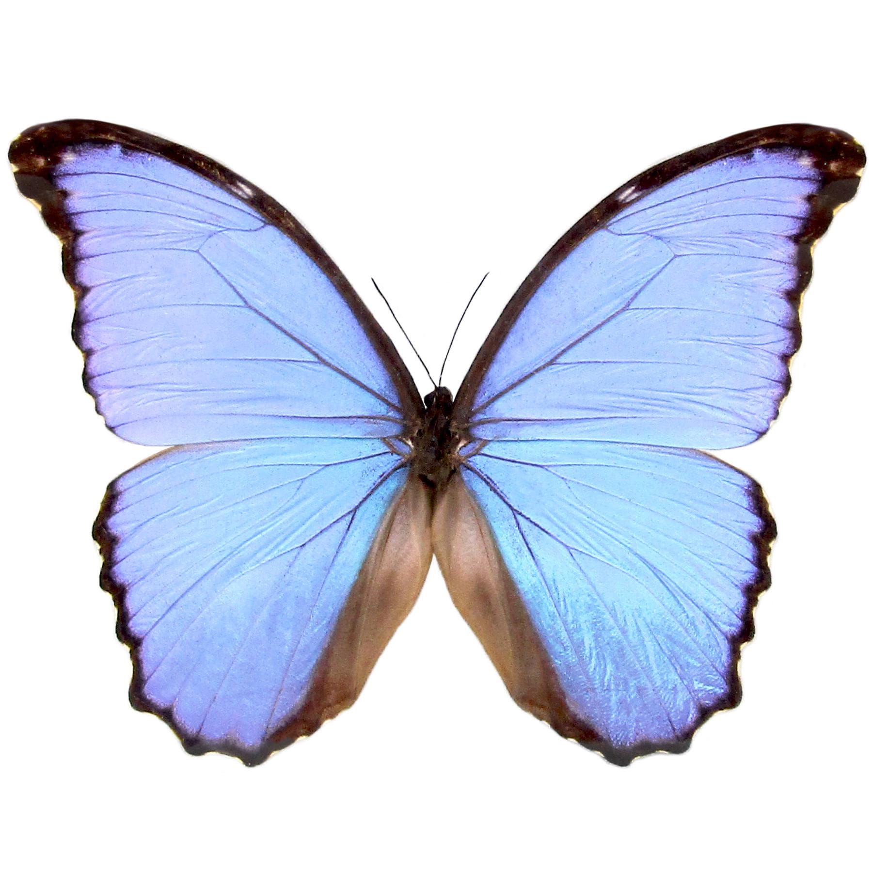 Peru Morpho absoloni 120mm very big <0907z標本・蝶> Morpho didius