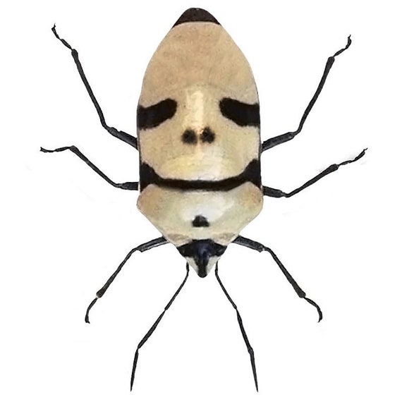 Eucorysses Grandis Mask Skull Face Shield Bug Indonesia Etsy
