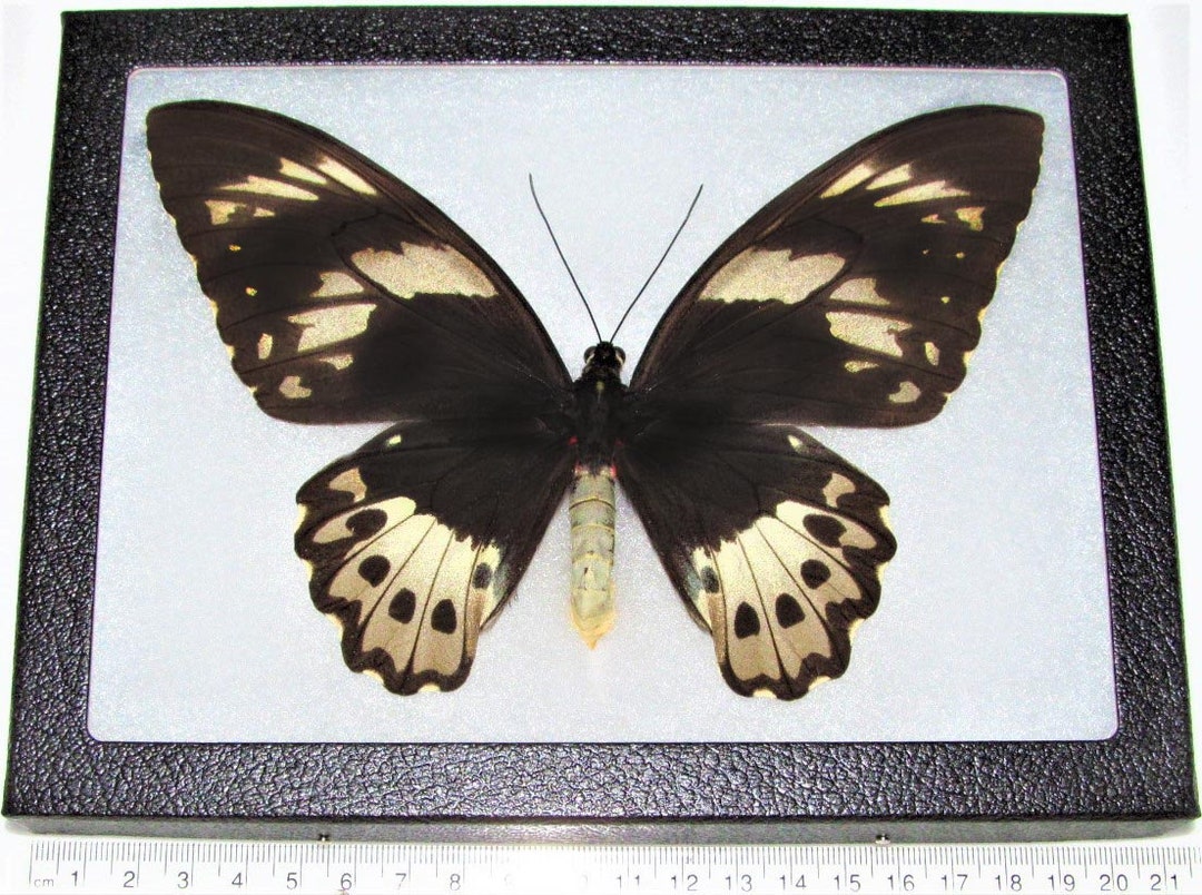 Ornithoptera Priamus Poseidon FEMALE Birdwing Black Gold Butterfly