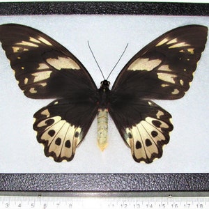 Ornithoptera priamus poseidon FEMALE birdwing black gold butterfly Papua New Guinea