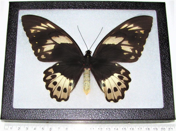 Ornithoptera Priamus Poseidon FEMALE Birdwing Black Gold