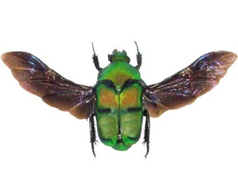 Ischiopsopha Bifasciata Mounted Wings Spread ONE Real Green Scarab