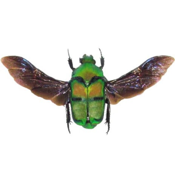 HELLOS Beetle TARP Chacoal greenカラー Ischiopsopha Bifasciata Mounted Wings Spread ONE Real Green Scarab