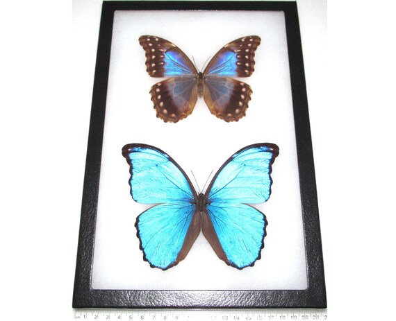 Morpho Didius Blue Butterfly Peru - Etsy