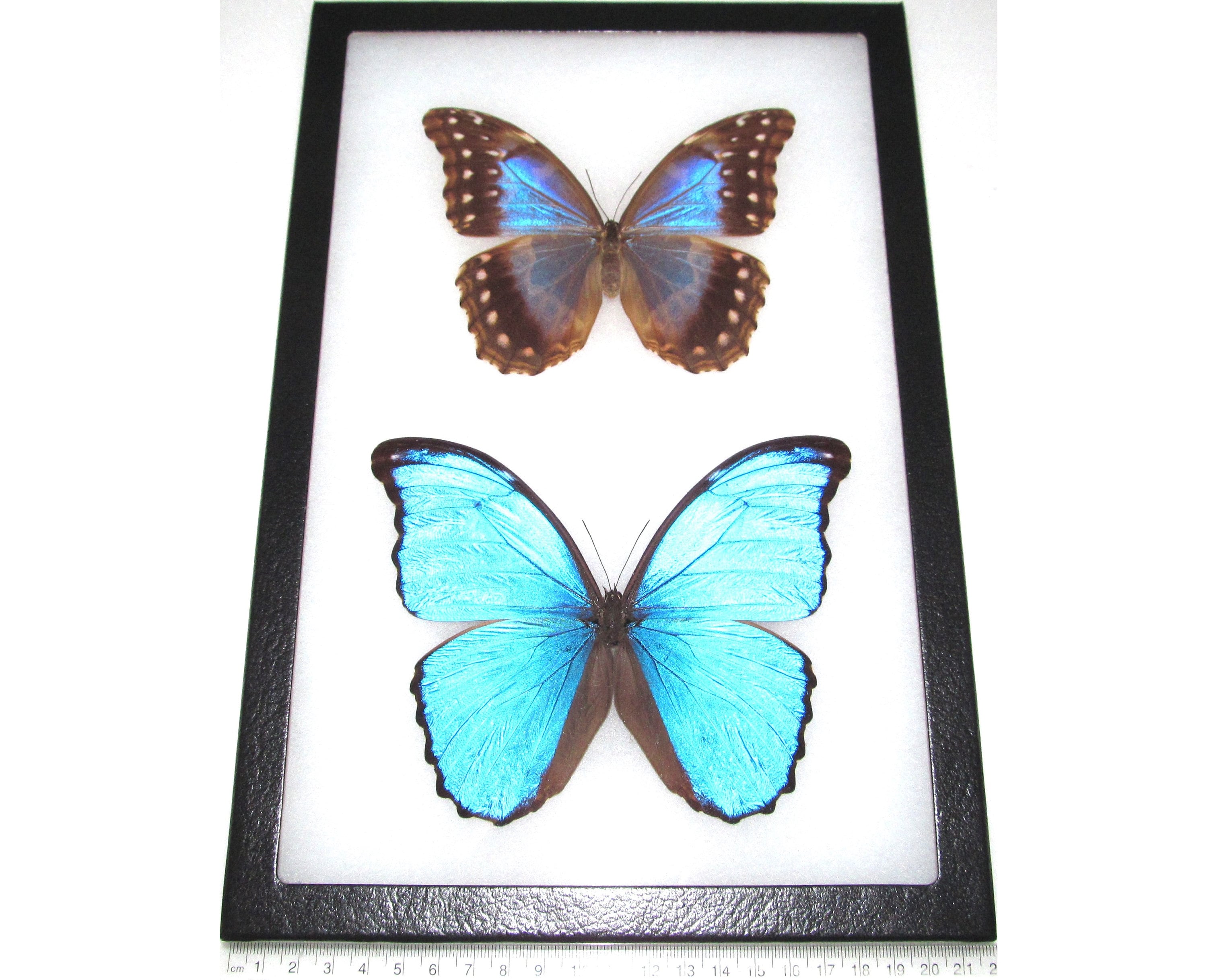 Morpho Didius Blue Butterfly Peru - Etsy
