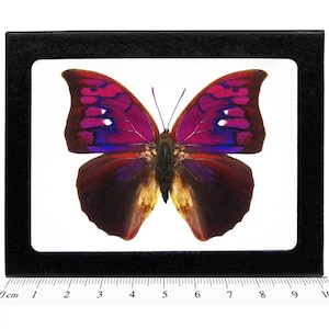 Anaea tyrianthina pink purple butterfly Peru RARE