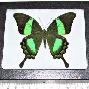 Papilio palinurus One Real Butterfly Green Swallowtail Indonesia Wings spread+Framed