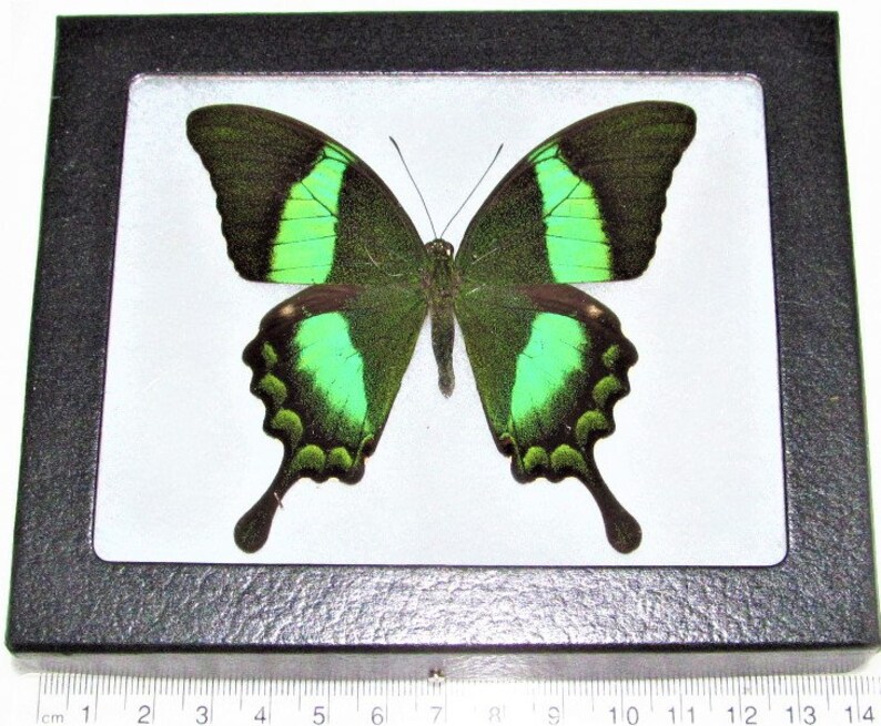 Papilio palinurus un vrai papillon machaon vert Indonésie Wings spread+Framed