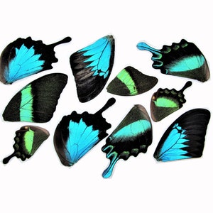 lot of 10 Papilio swallowtail blue green butterfly wings wholesale