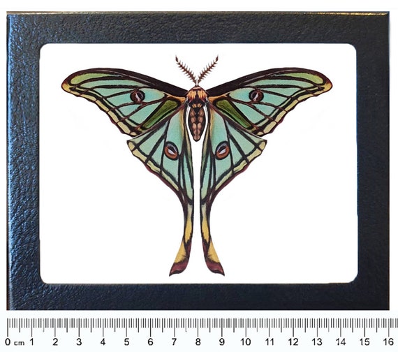 Graellsia Isabellae REPLICA Framed Green Spanish Moon Moth Saturn