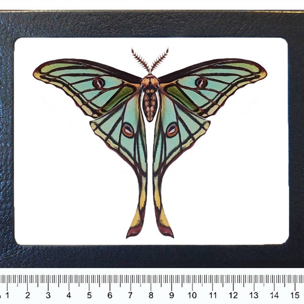 Graellsia isabellae RARE REPLICA framed green spanish moon moth saturn moth Spain