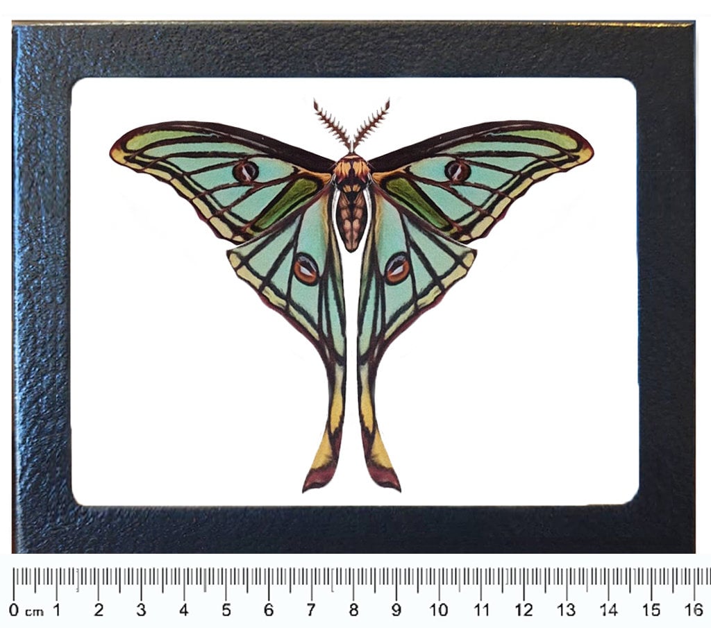Graellsia Isabellae REPLICA Framed Green Spanish Moon Moth
