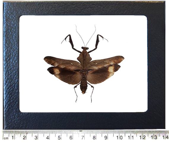 Deroplatys Lobata Praying Mantis Male Malaysia - Etsy Israel