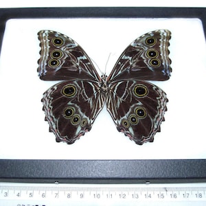 Morpho deidamia VERSO black butterfly Peru