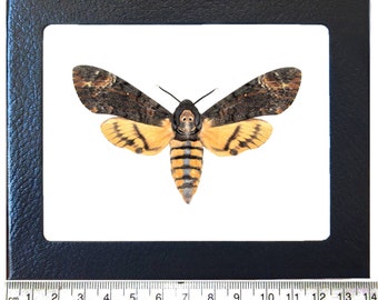 Acherontia styx Silence of the Lambs death’s head moth Thailand
