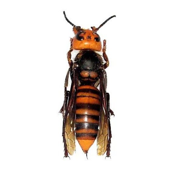 Vespa Mandarinia WINGS SPREAD Murder Hornet Resin Display - Etsy