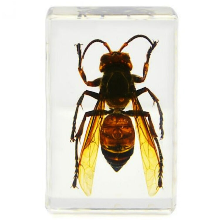 Vespa Mandarinia WINGS SPREAD Murder Hornet Resin Display - Etsy