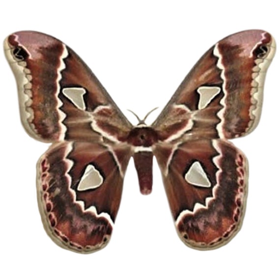 Rothschildia Cincta Saturn Moth Arizona - Etsy
