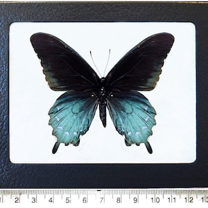 Battus philenor pipevine swallowtail blue butterfly Arizona