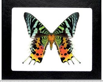 Urania ripheus VERSO sunset moth green pink orange black Madagascar