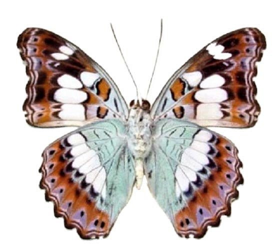 One Real Butterfly Blue Green Moduza procris