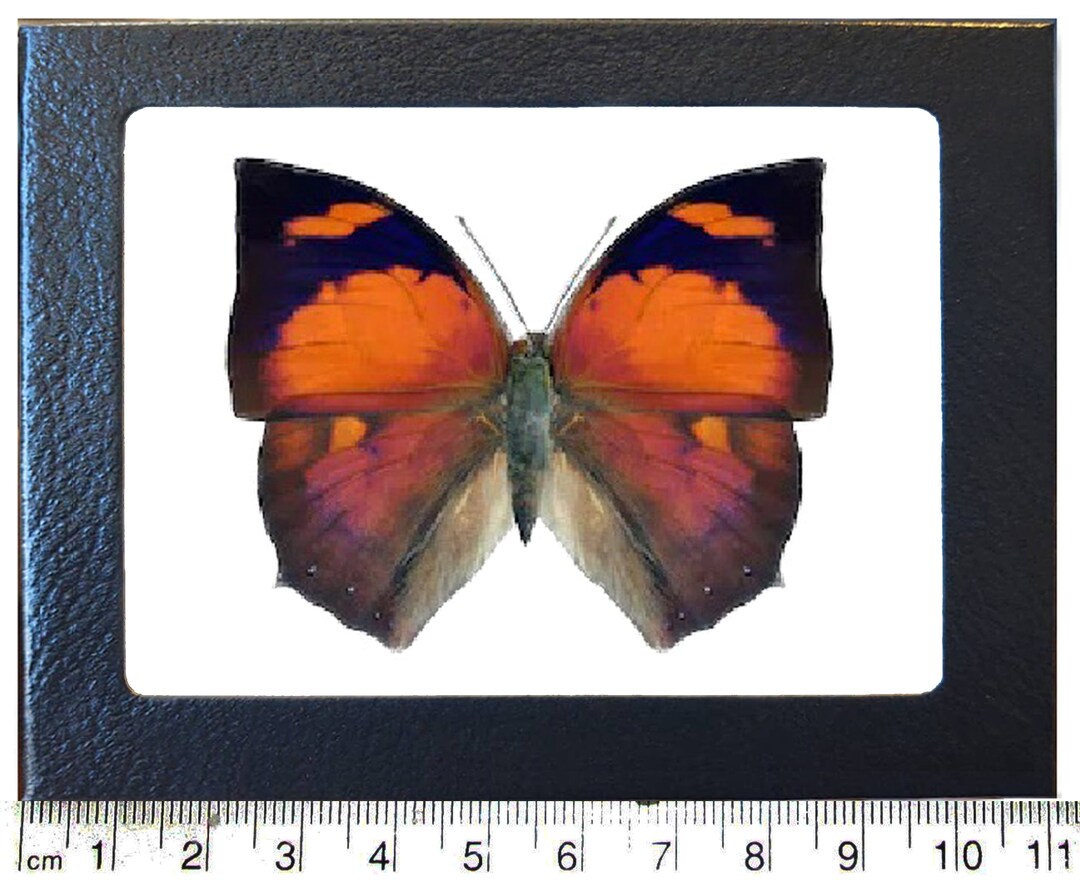 Anaea Ryphea One Real Butterfly Red Pink Peru - Etsy