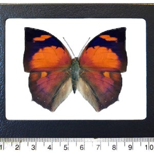 Anaea Ryphea One Real Butterfly Red Pink Peru - Etsy