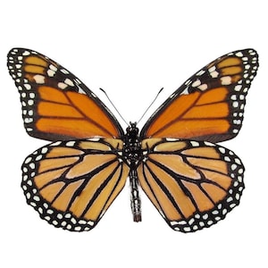 Danaus Plexippus Verso ONE Real Butterfly North American | Etsy