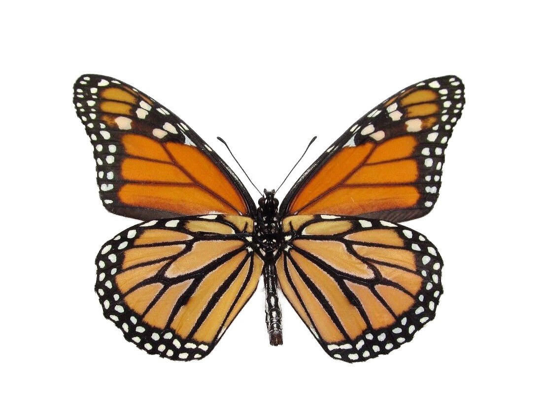 Danaus plexippus verso ONE Real Butterfly North American Monarch