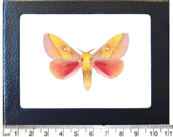 Sphingicampa montana male One Real pink saturn moth Arizona USA