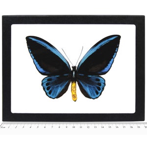 May include: A framed butterfly specimen with blue and black wings and a yellow body. The butterfly is mounted on a white background and is displayed in a black frame with a ruler underneath.