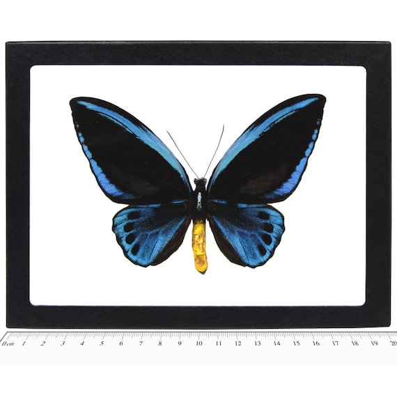Ornithoptera Urvillianus MALE Blue Birdwing Butterfly Solomon